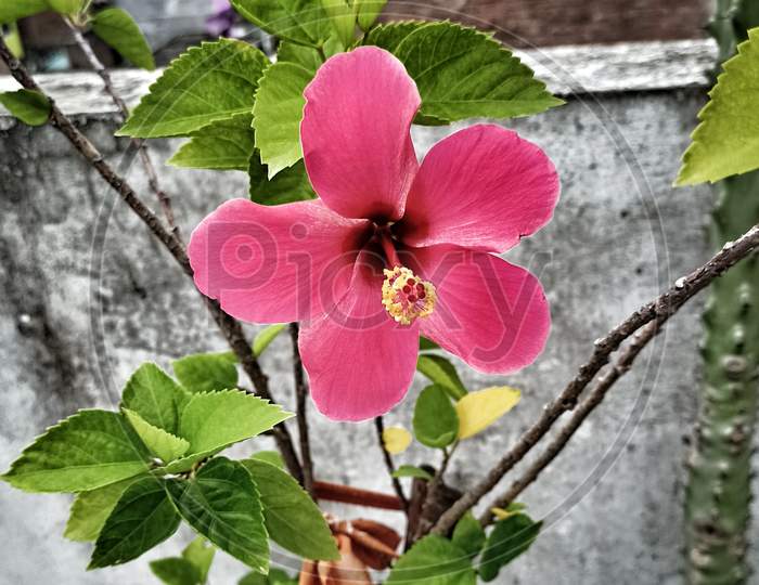 Hibiscus 🌺🌺 flower