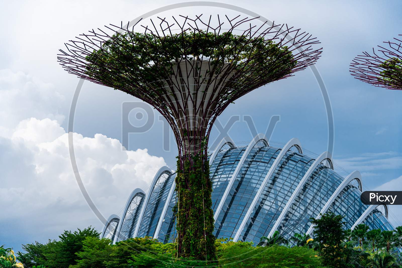 Super Trees To Garden By The Bay, Singapore.