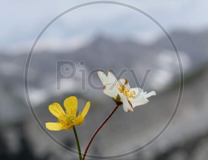 Grass Flower On The Mountain
