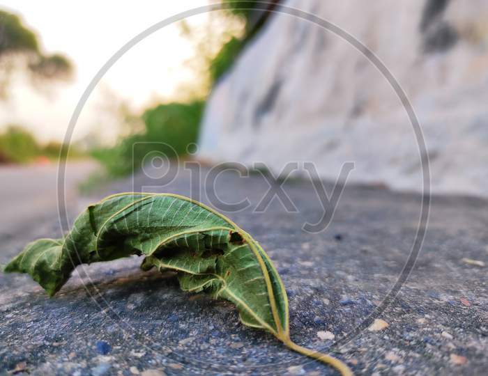 Leaf at roadside