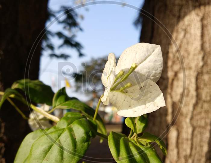 White flower and leaves