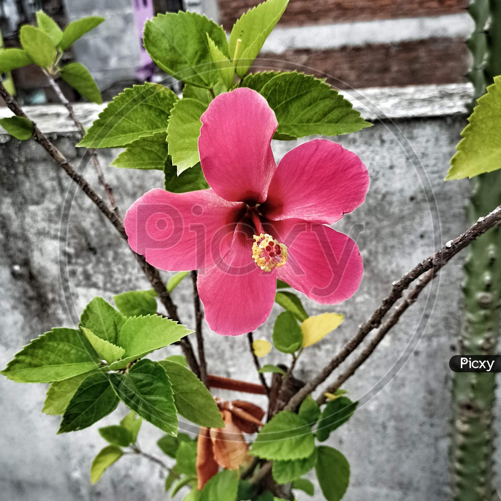 Hibiscus 🌺🌺 flower