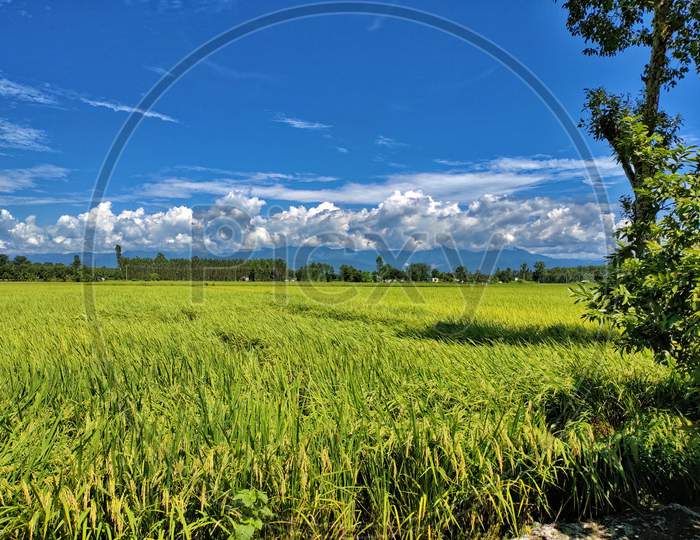 Green crops n blue Sky 2020