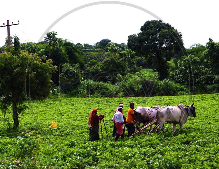 people doing farming in the green field