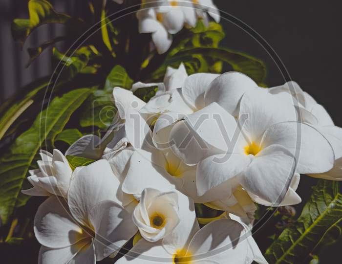 Beauty White Flowers