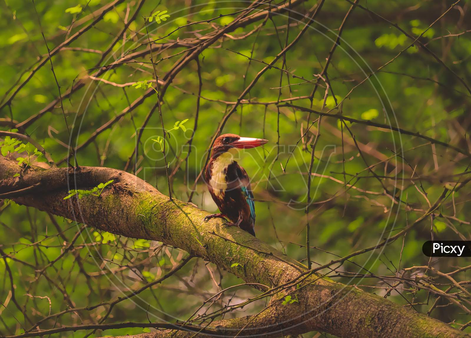 The White-Throated Kingfisher