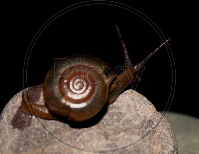 A snail in shell crawling on stone. This snail is crawling at a slow and steady pace.