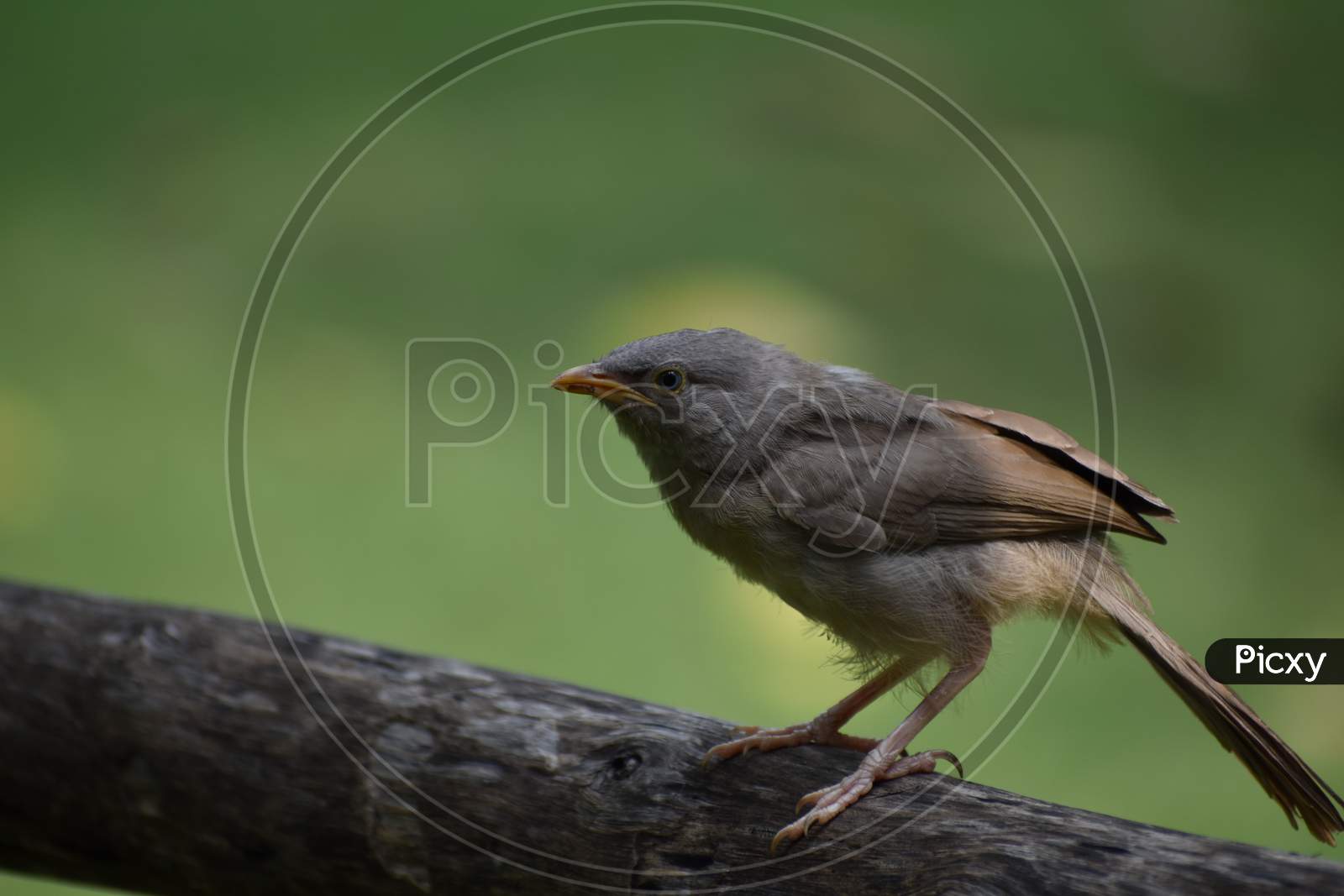Yellow billed babbler at my house
