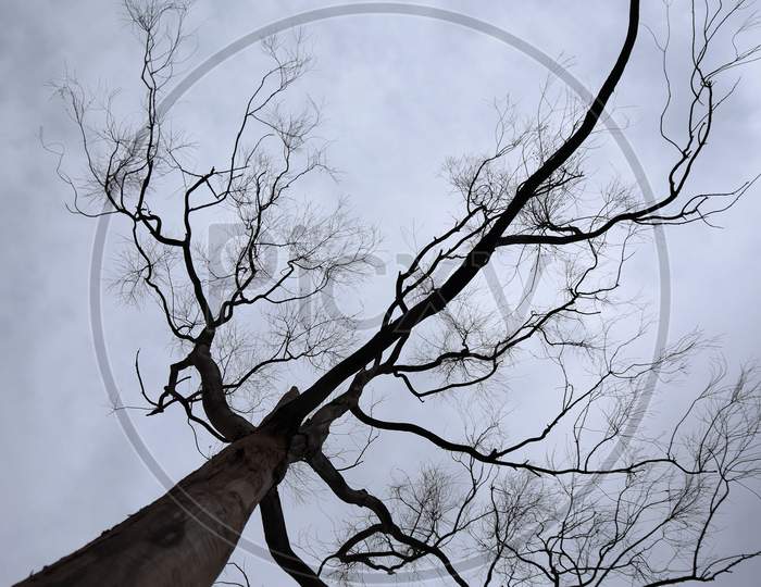 tree branches touching to the sky