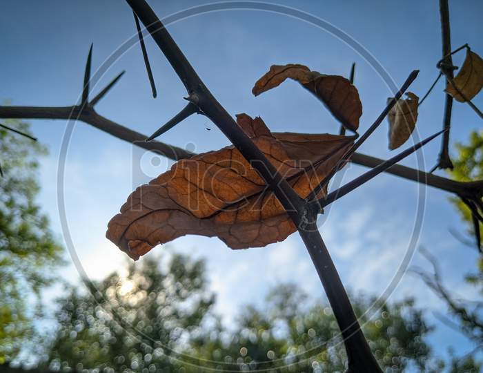 Dry leaf and branch