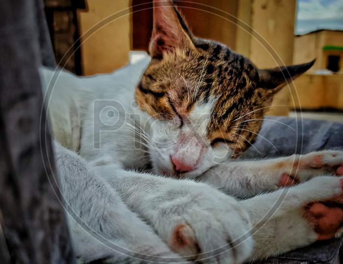 Cat photo in sleep