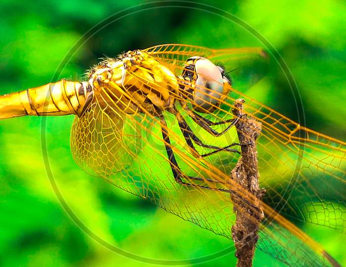 Dragonfly,closeup