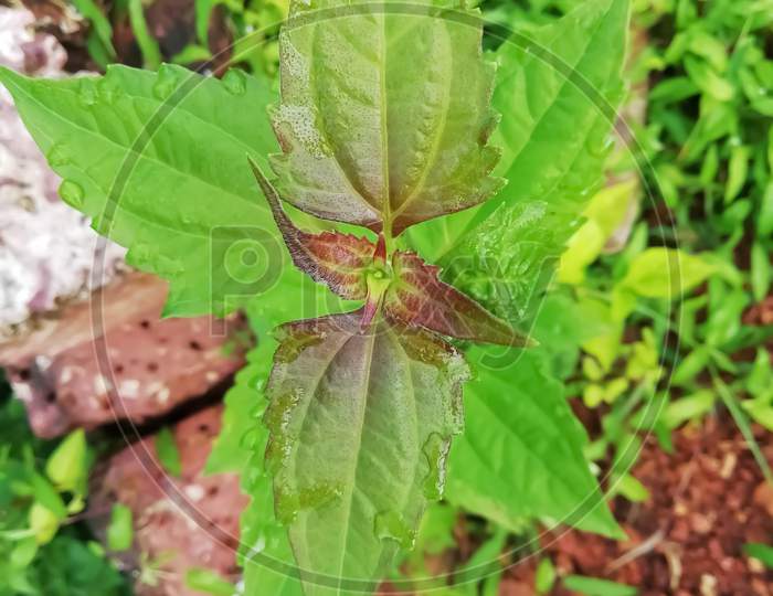 Closeup Of Small Plant ( Chromolaena Odorata) Leaves