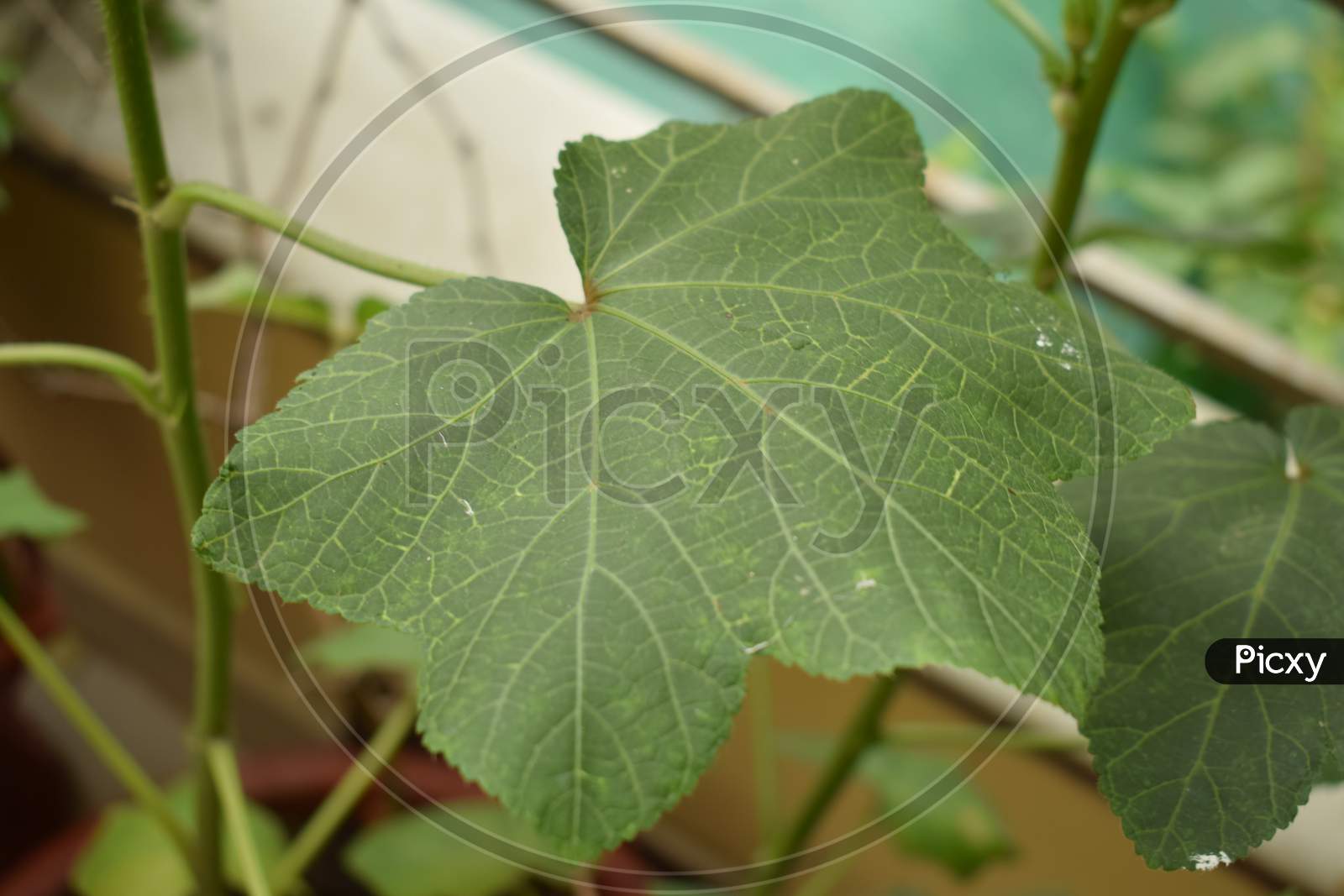 leaf of awsome shape