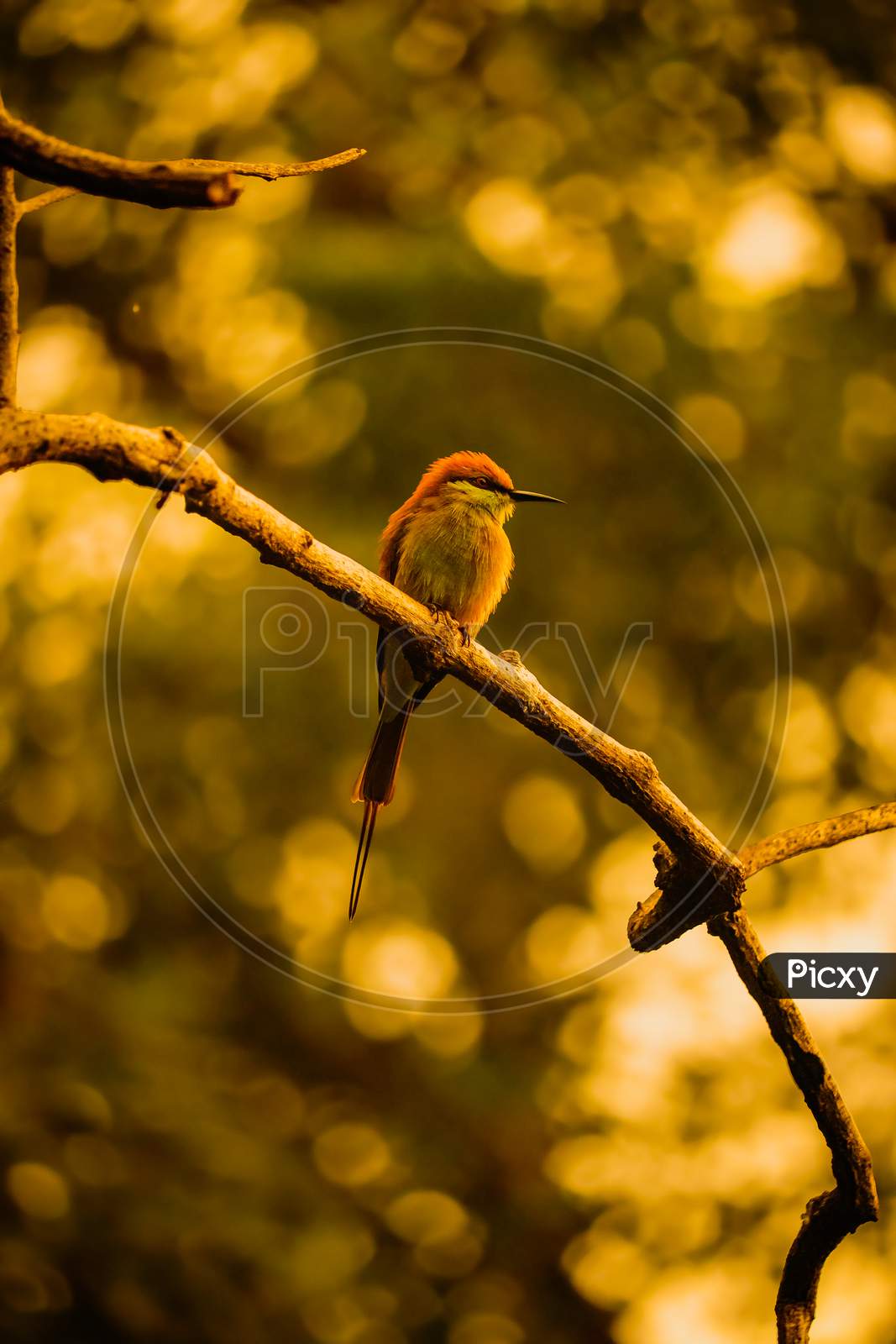 The Green Bee Eater
