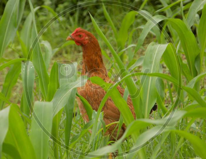 Hen in grass land