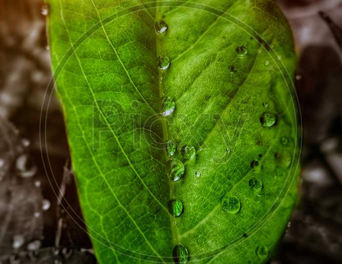 Waterdrops shine the leaf