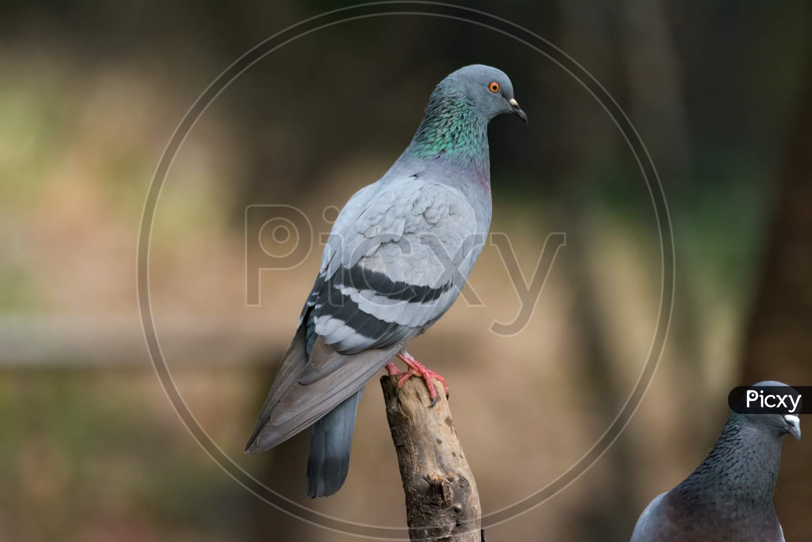 Closeup Of Rock Pigeon