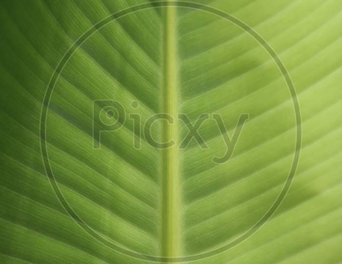 Bright banana leaf