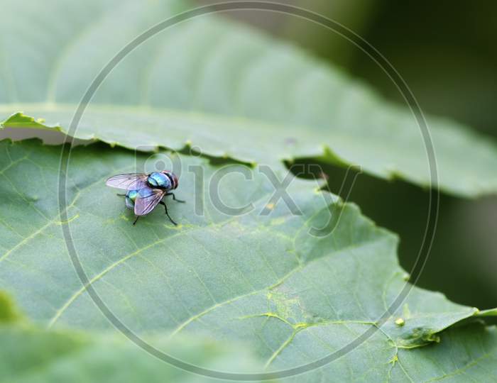 Common Green Bottle Fly Sitting On A Leaf