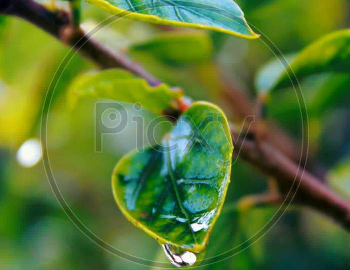 Leaf , Green Leaf , Forest , Water leaf