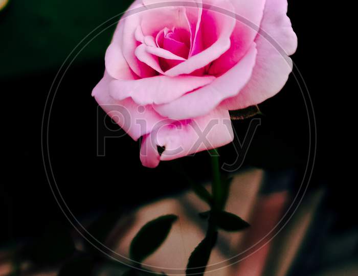 Pink rose, Nature beauty