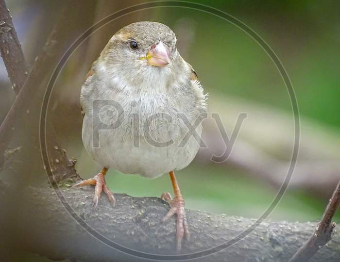 Sparrow, Female Sparrow
