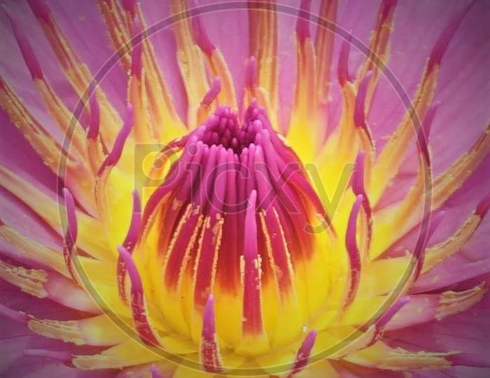 Within the Lotus Flower- Macro photograph