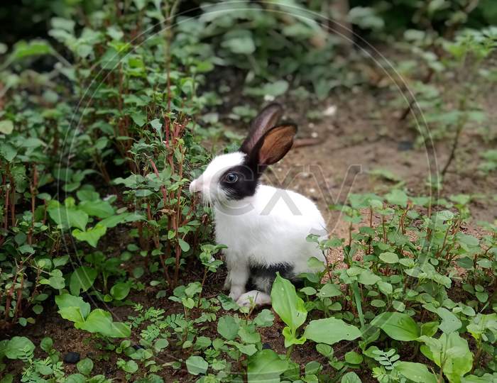 Rabbit in my kitchen garden