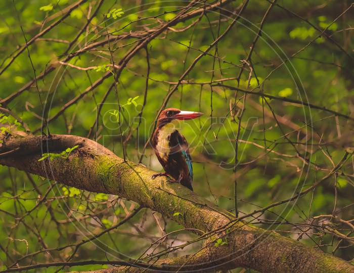 The White-Throated Kingfisher