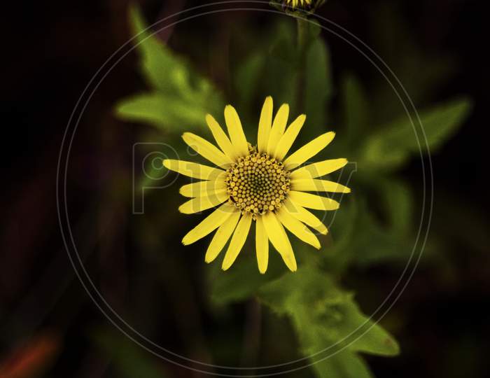 yellow flower with dark background and green leaves
