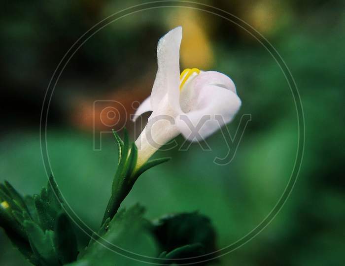 White Petals Flower