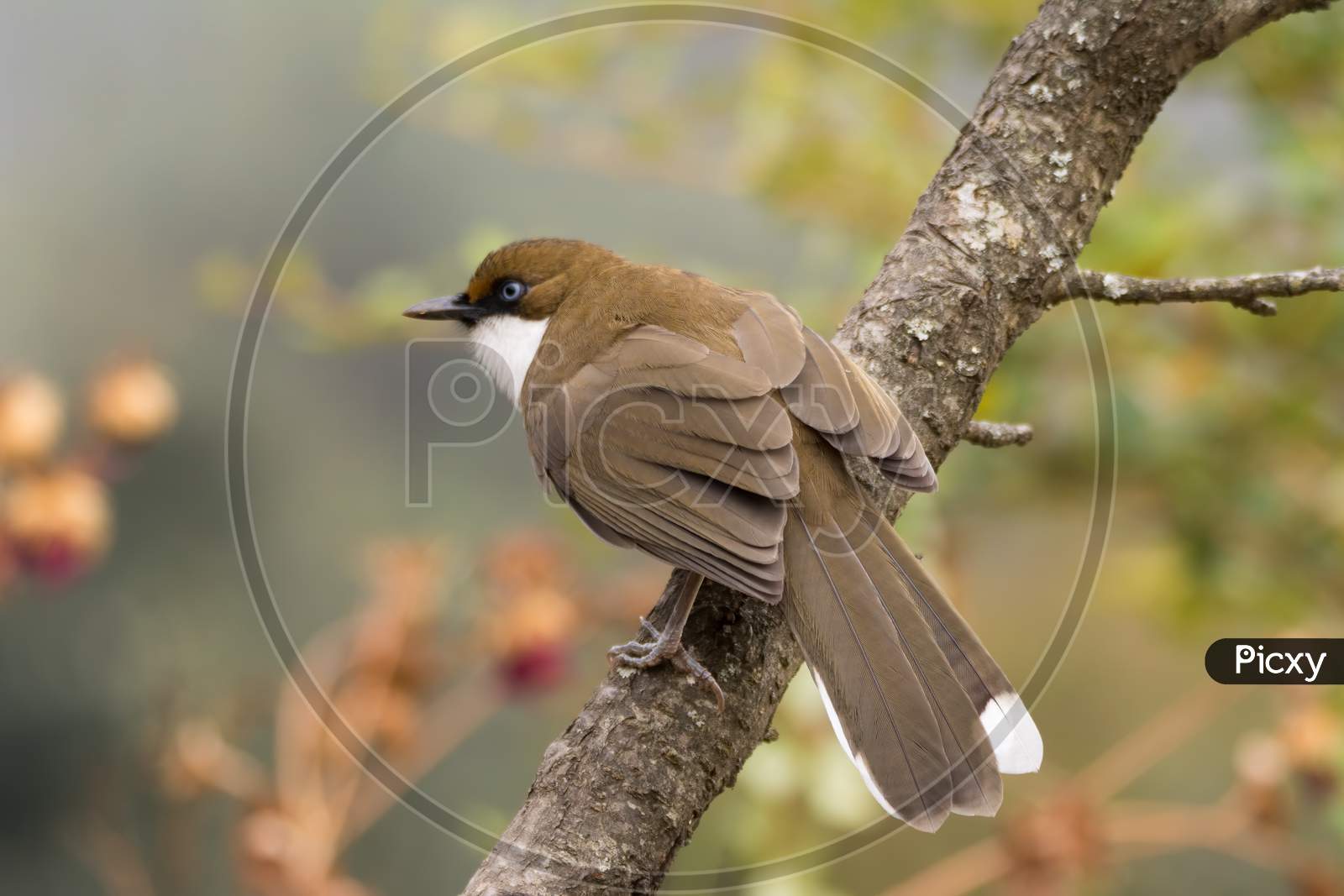 White-Throated Laughingthrush Perched On A Branch