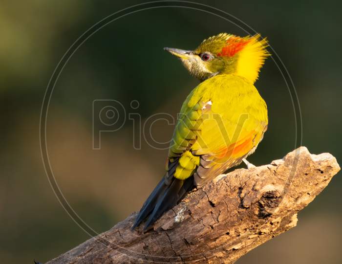 Lesser Yellownape Woodpecker Perched On A Log