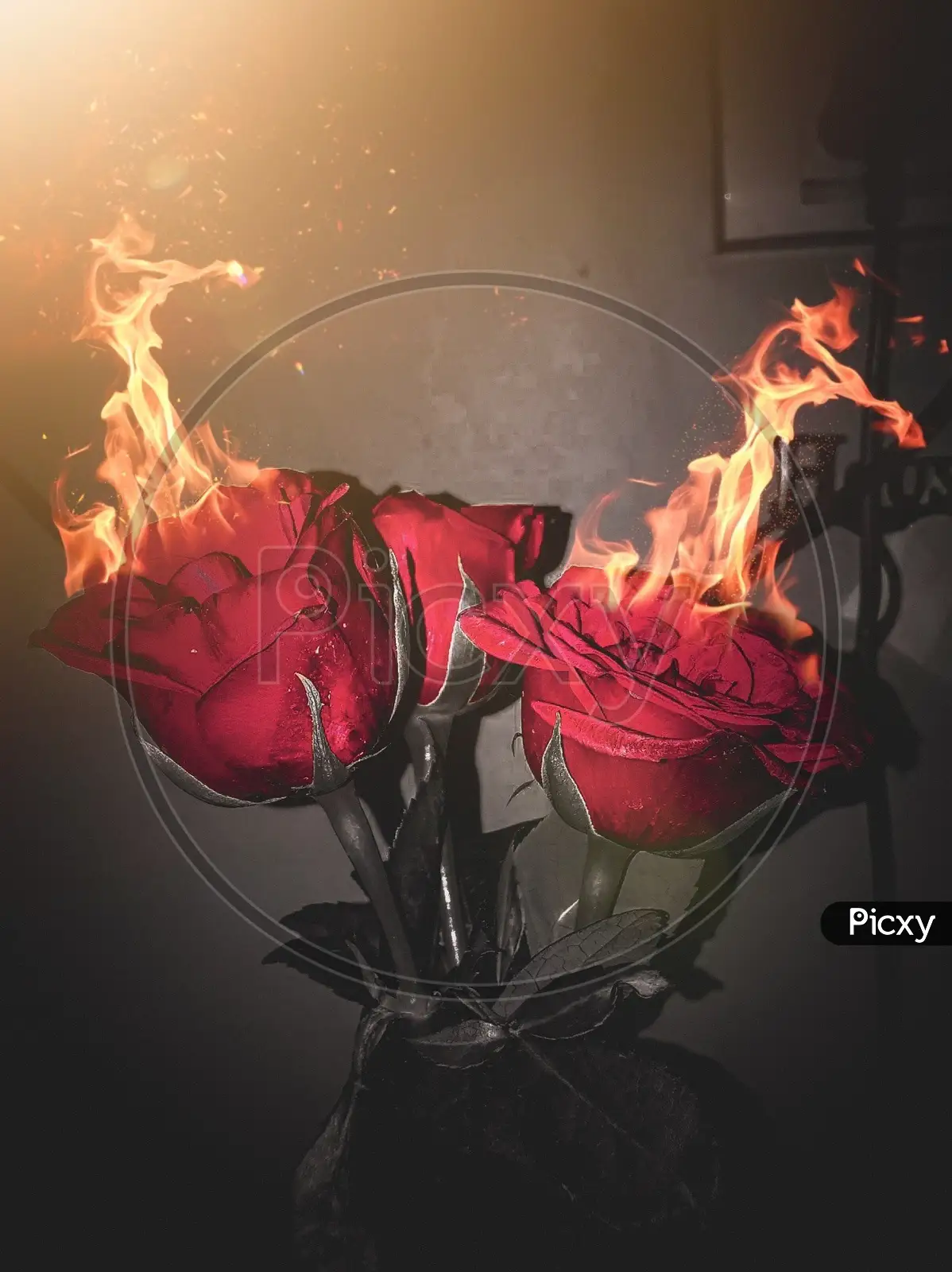 Rose fire Stock Photos, Royalty Free Rose fire Images | Depositphotos