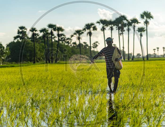 Man sprinkling pestisides in a paddy field