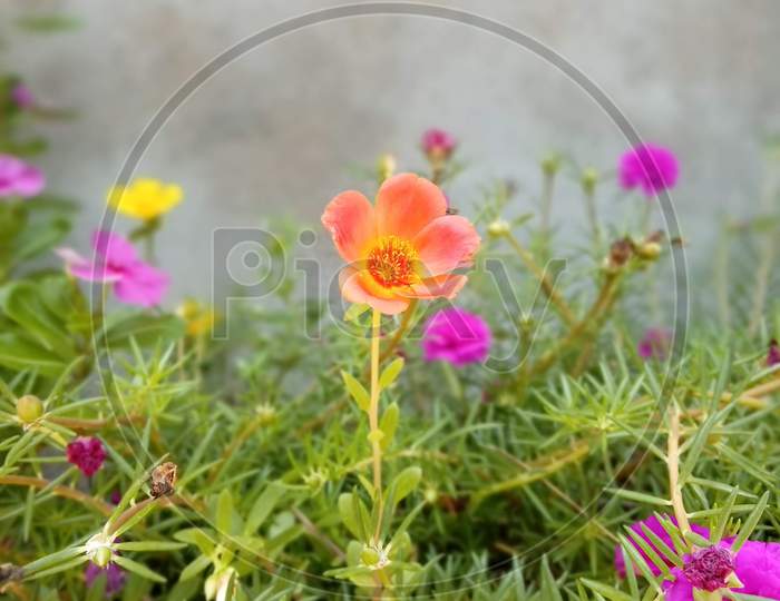 Flower plant