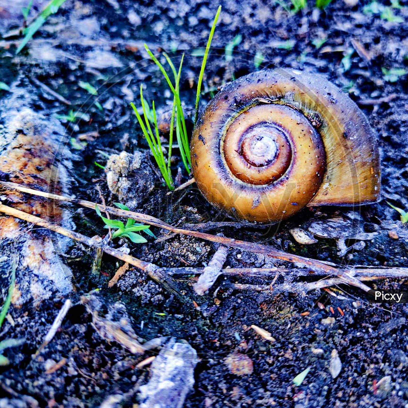 slug shell