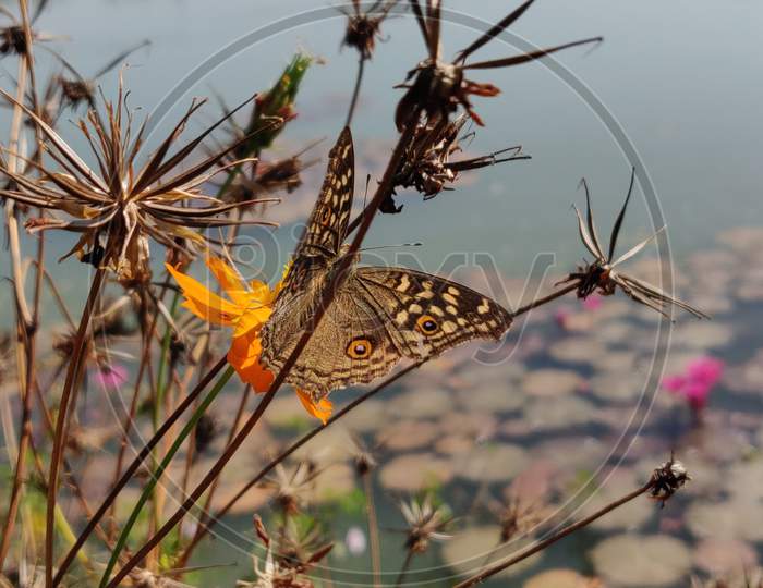 #Butterfly