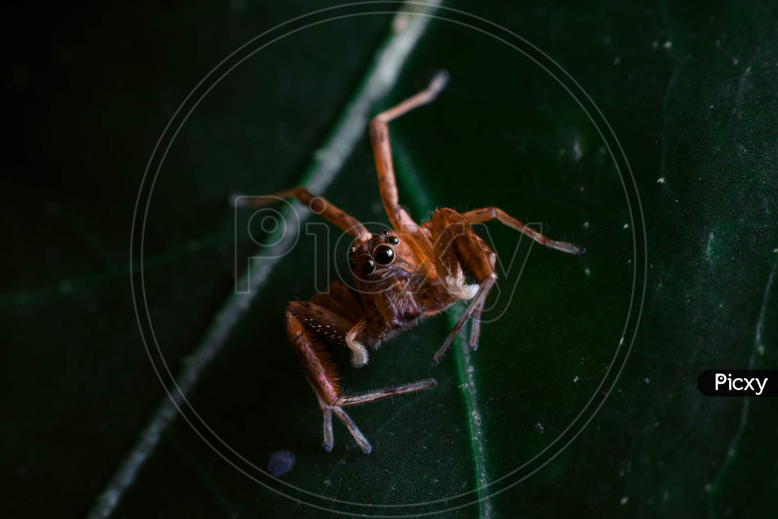 A Diving bell spider sitting on a leave in rainy season