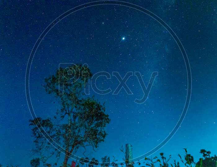 Sky full of stars over a tree