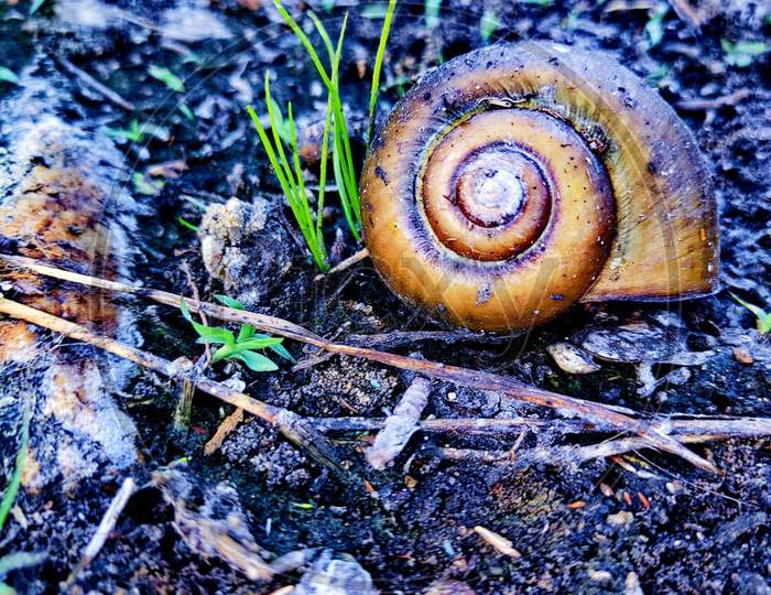 slug shell