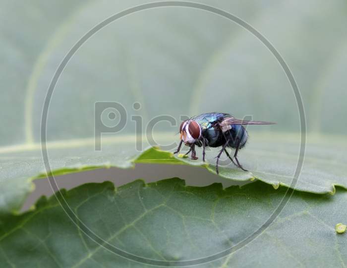 Front View Of Common Green Bottle Fly Or Blowfly
