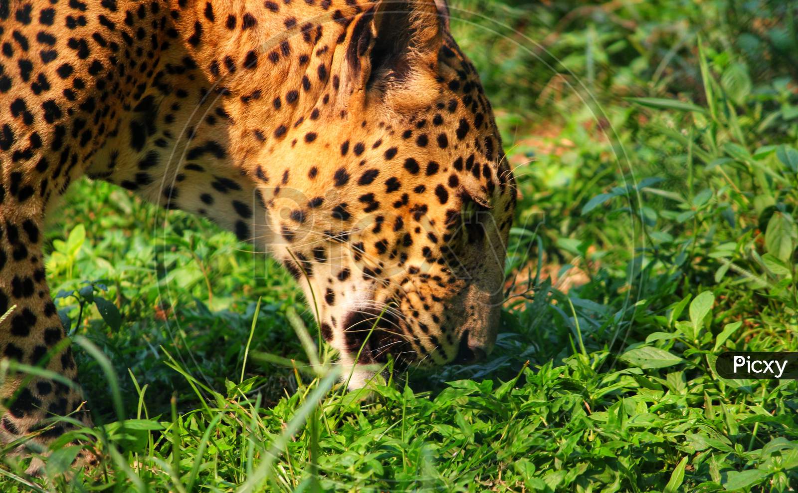 A Close Up Of Leopard's face