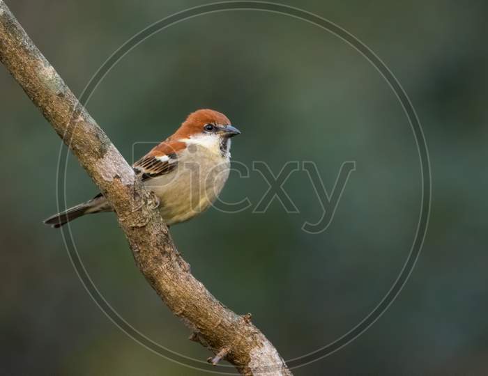 Russet Sparrow - Male