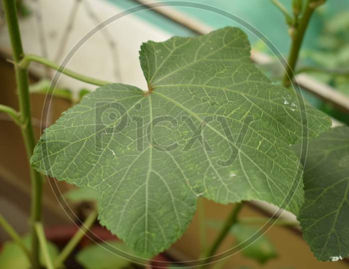 leaf of awsome shape