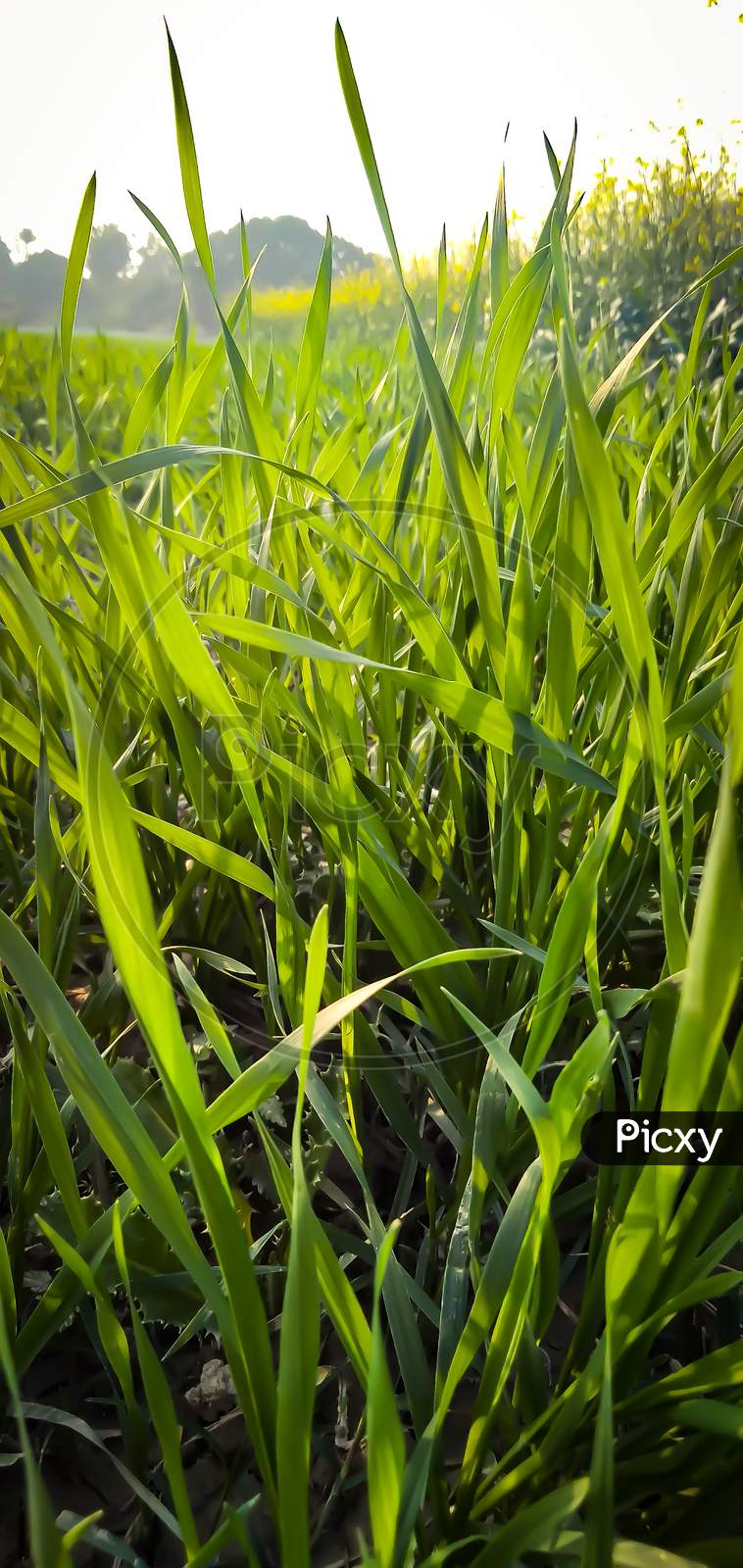 Long green grass