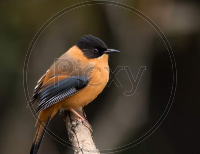 Rufous Sibia On A Perch