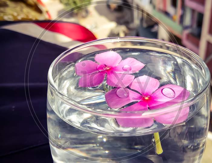 Periwinkle flower in glass of water