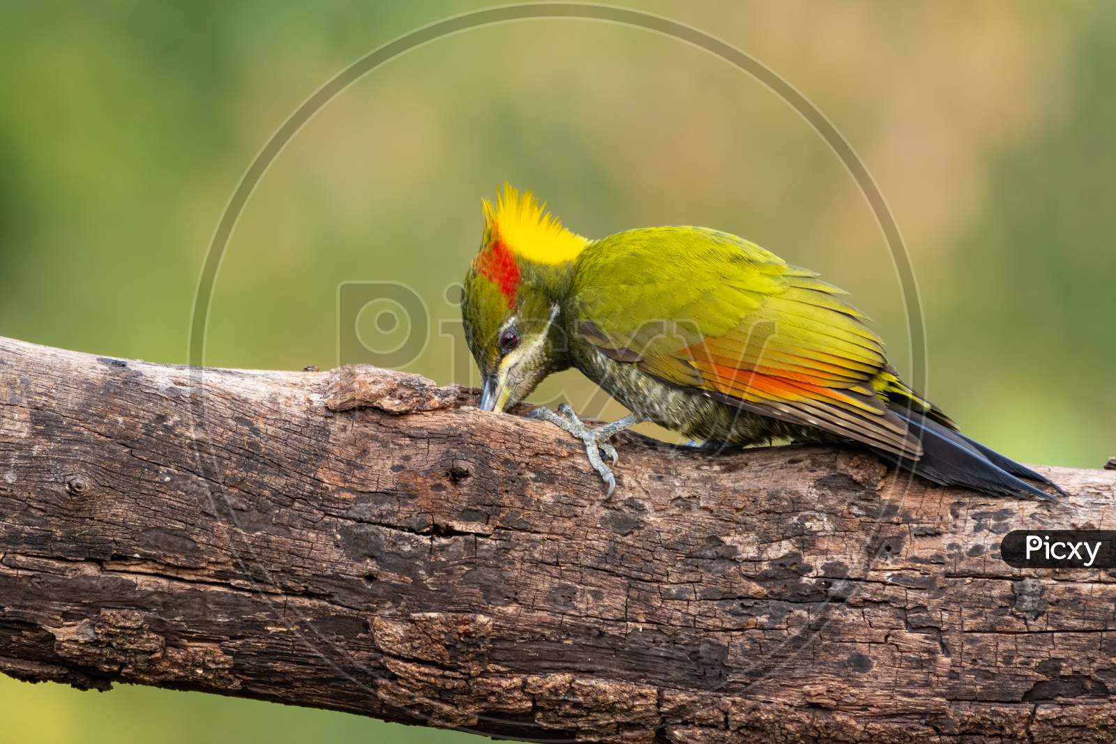 Lesser Yellownape Woodpecker Feeding On A Log
